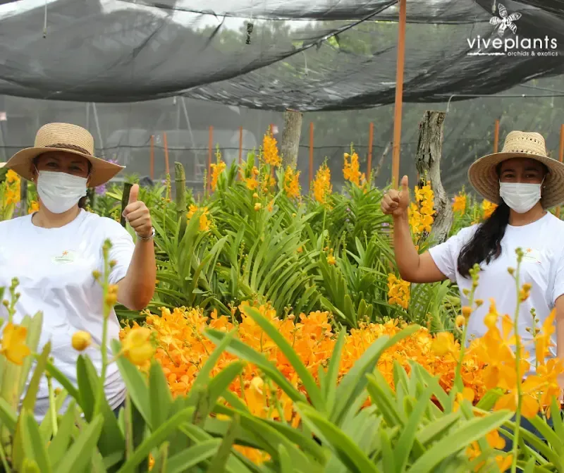 Viveplants- Productores de Orquídeas